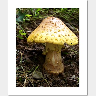 Lispe Toad Stool Posters and Art